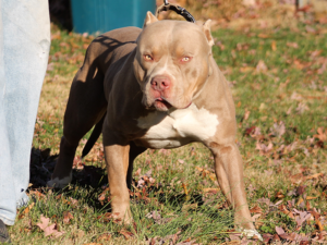 XL bully breeders near me