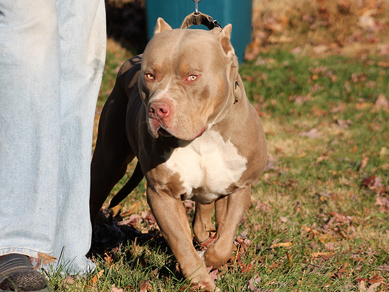 XL bully puppies for sale