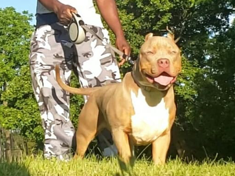 adult xl champagne tri bully for sale