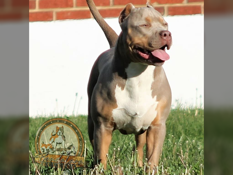 best xl bully breeders