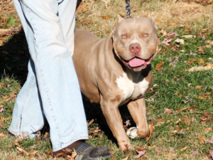 best xl bully breeders