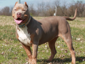 best xl pitbull breeders near me
