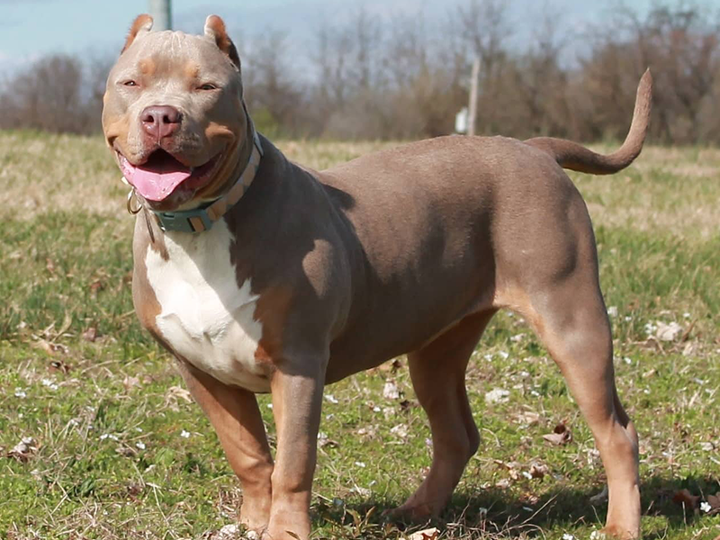 best xl pitbull breeders near me