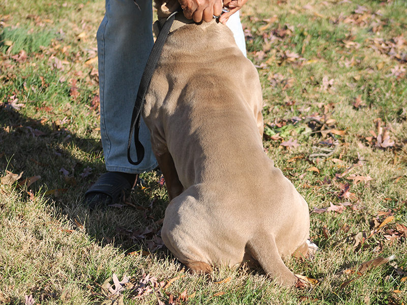 biggest xl pitbulls breeders