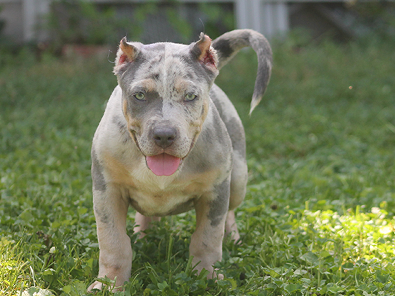 blue merle xl bully puppies