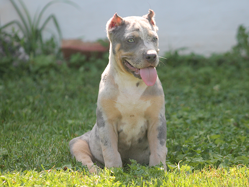 blue merle xl pitbull puppies