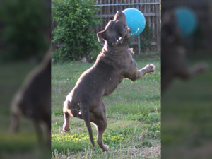blue pitbull breeders virginia