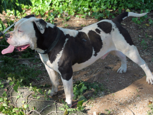 blue pitbull puppies for sale Virginia