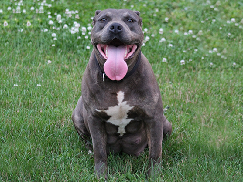blue pitbull puppies for sale