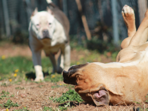 blue pitbull puppies razors edge