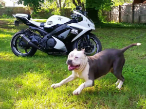 blue pitbull puppies razors edge for sale