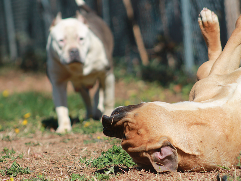 blue pitbull puppies razors edge