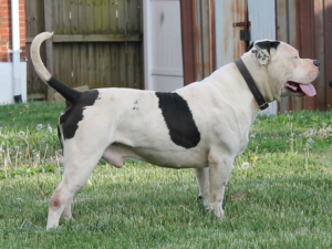 blue pitbulls for sale