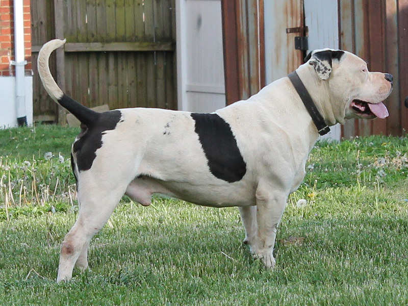 blue pitbulls for sale