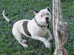 blue xl bully playing
