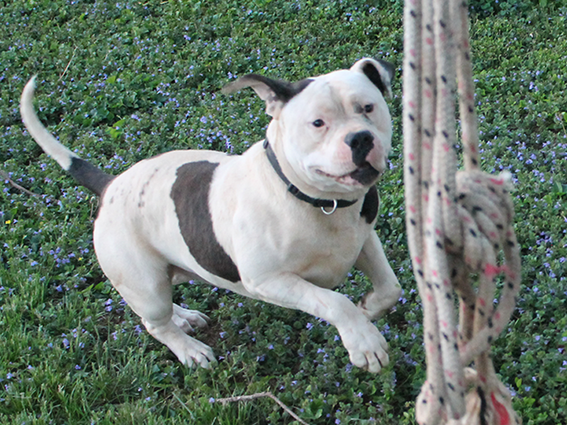 blue xl bully playing