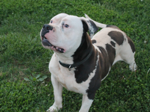 blue xl pitbull breeders