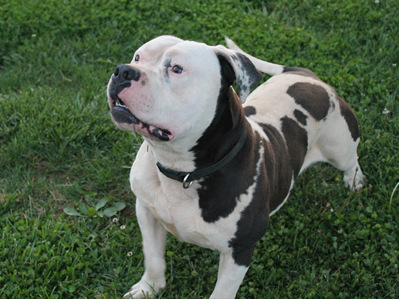 blue xl pitbull breeders