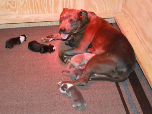 blue xl pitbull puppies for sale