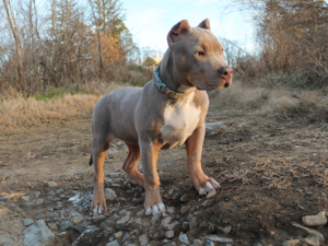 bully breeders and puppies for sale
