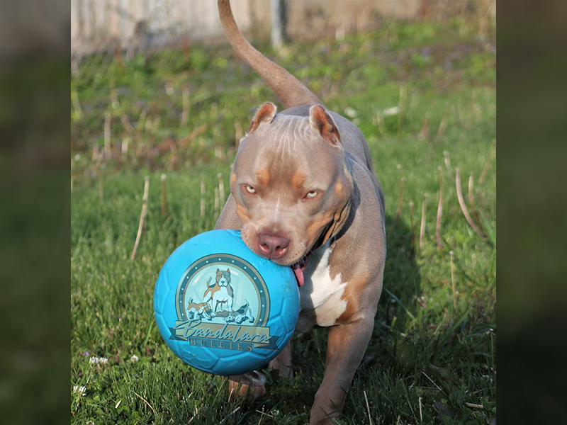 bully puppies for sale near me