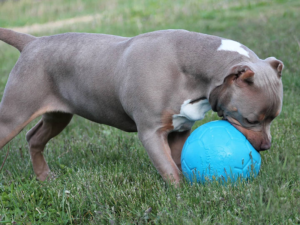 bully puppies xl champagne for sale