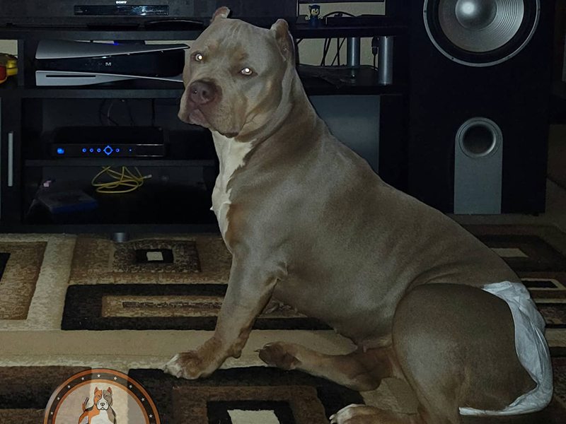 bully xl breeders near me