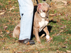 bully xl puppies pitbulls