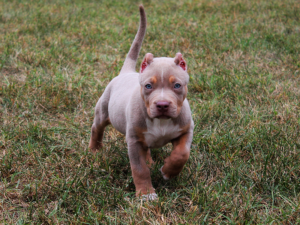 champagne tri bully xl puppies
