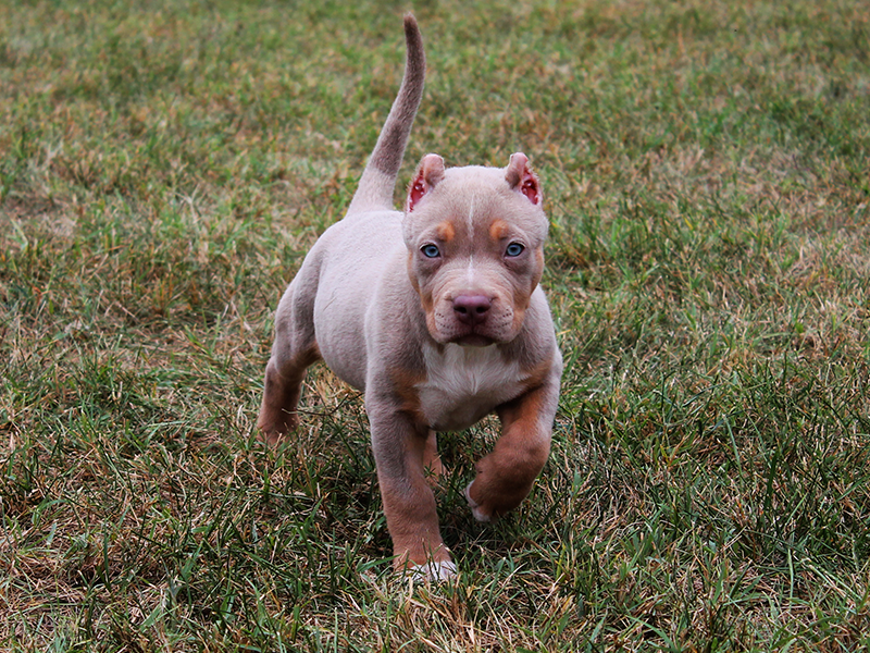 champagne tri bully xl puppies
