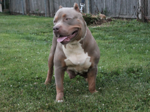 champagne tri pitbulls for sale