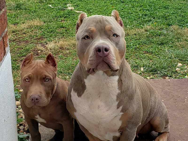 champagne tri xl bully puppies