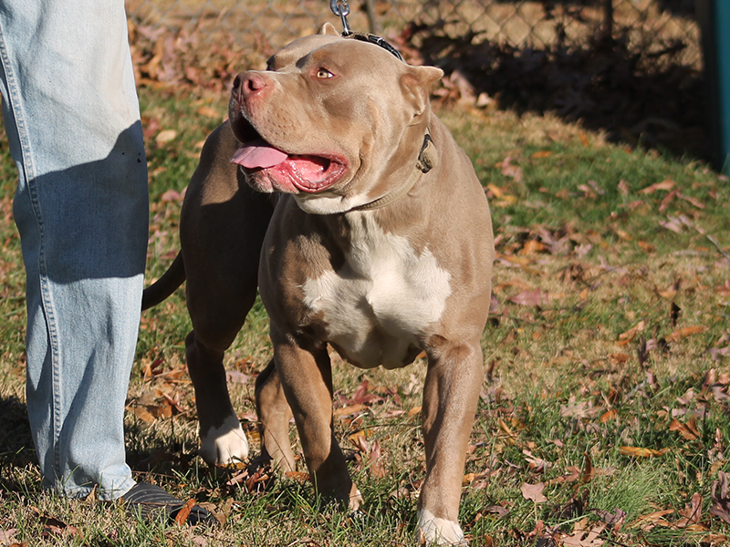champagne tri xl bully puppy