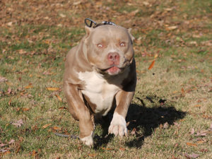 champagne xl american bullies