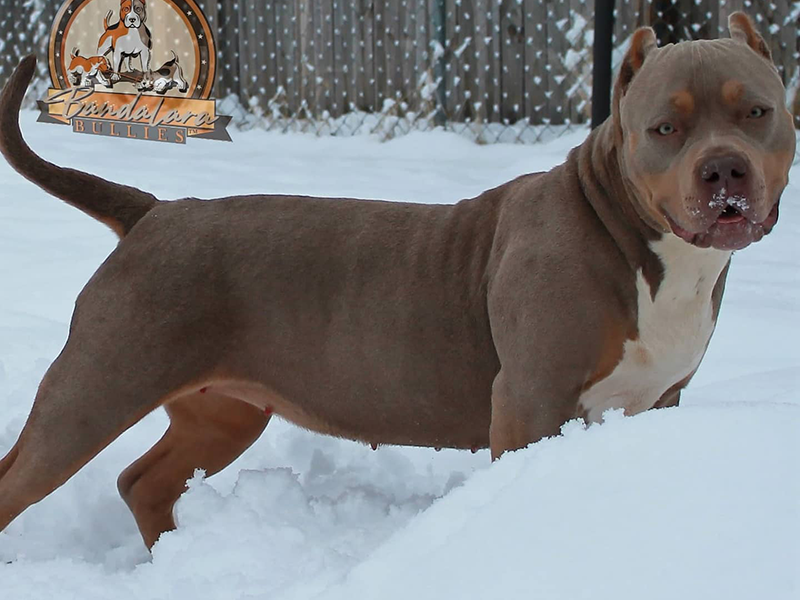champagne xl bully puppies near me