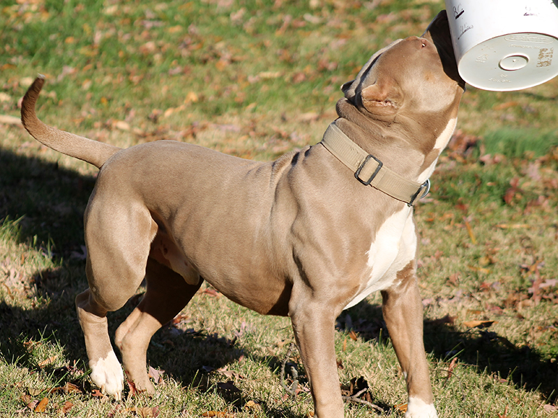 champagne xl pitbull breeders