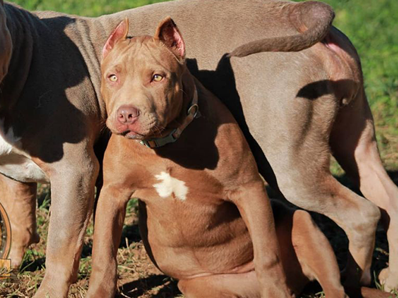 chocolate rednose pitbull puppies