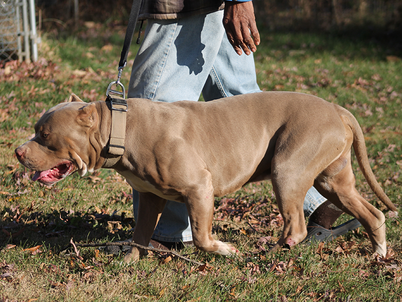 how big do xl bullies get