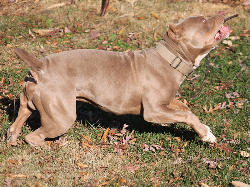 how much does a xl pitbull cost