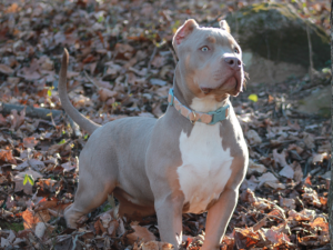 lilac pitbull puppies for sale