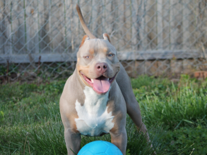 lilac tri bully xl breeders