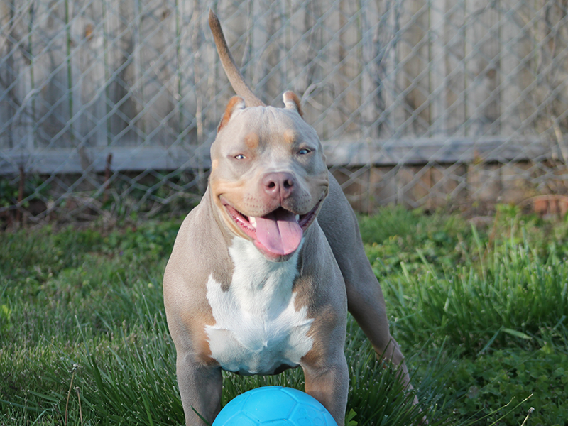 lilac tri bully xl breeders