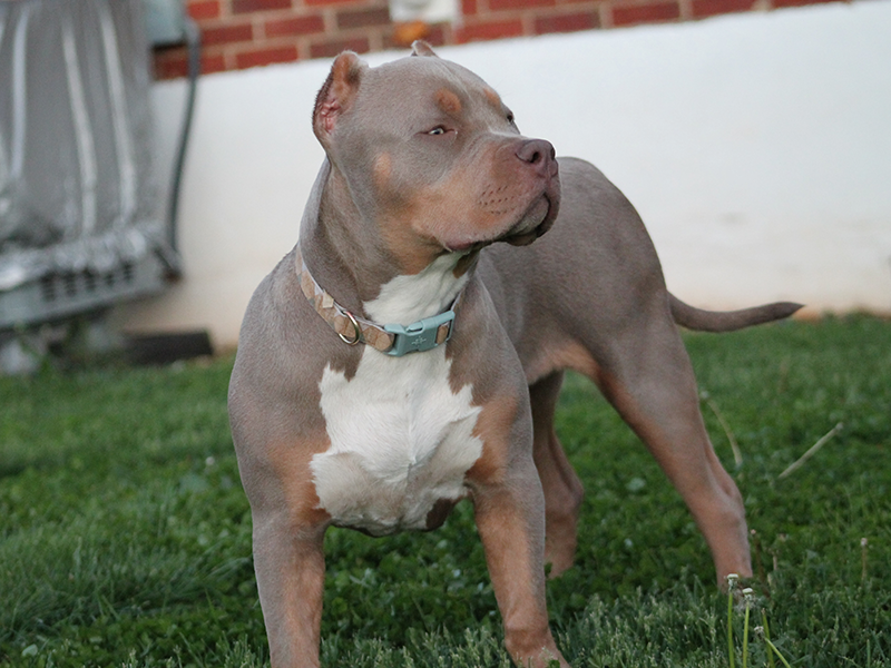 lilac tri xl bully puppies for sale