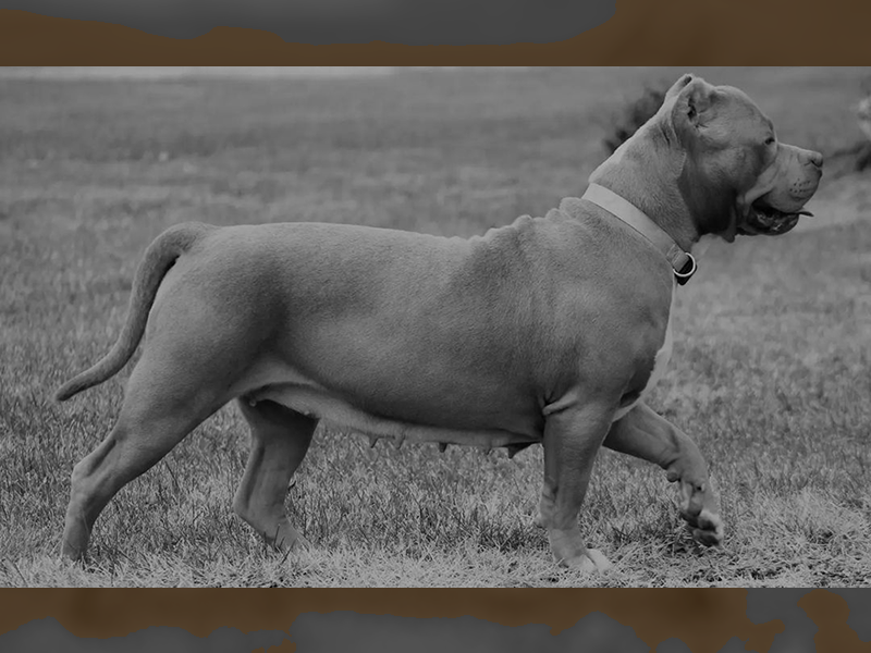 lilac xl pitbull puppies for sale