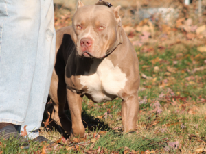 merle bully breeders near me