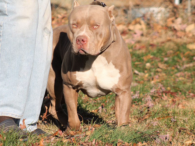 merle bully breeders near me