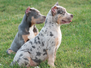 merle tri breeders