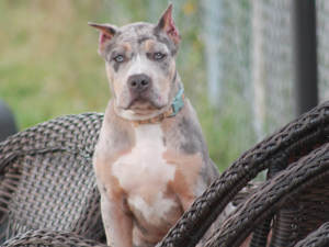 merle tri bully breeders