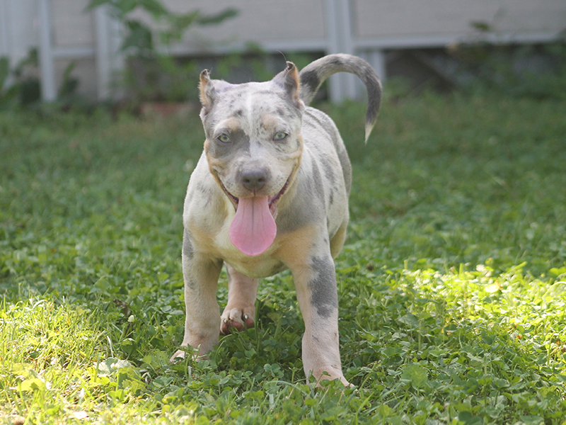 merle xl bully breeders