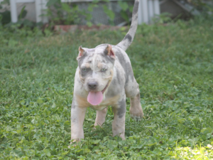 merle xl bully puppies